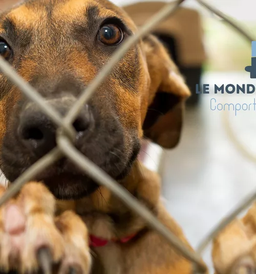 RÉUNION SUR L'ENTRAÎNEMENT DES CHIENS EN REFUGE